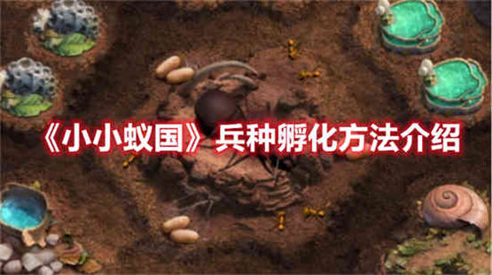 小小蚁国兵种如何孵化 孵化兵蚁方法一览