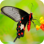 ��װ��԰v54.3 vip������